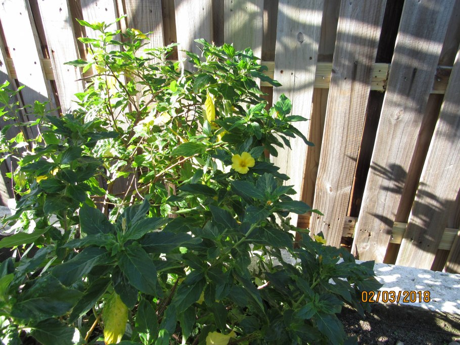 Тёрнера раскидистая