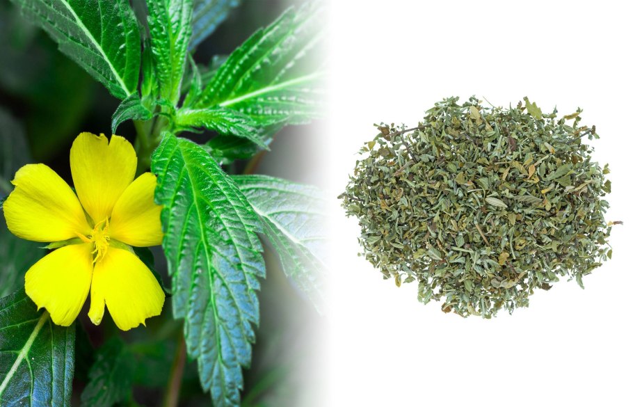 Тёрнера раскидистая