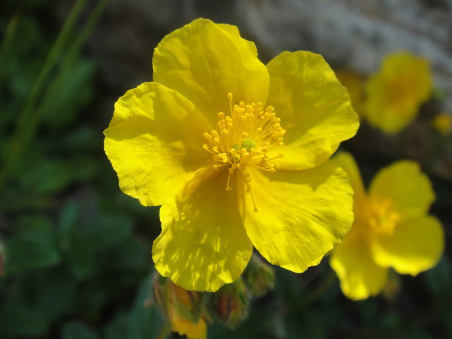 Солнцецвет монетолистный