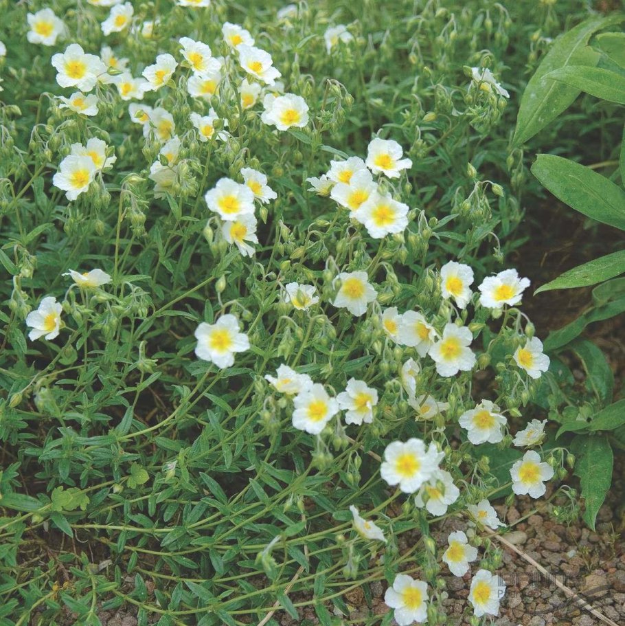 Солнцецвет Стевена