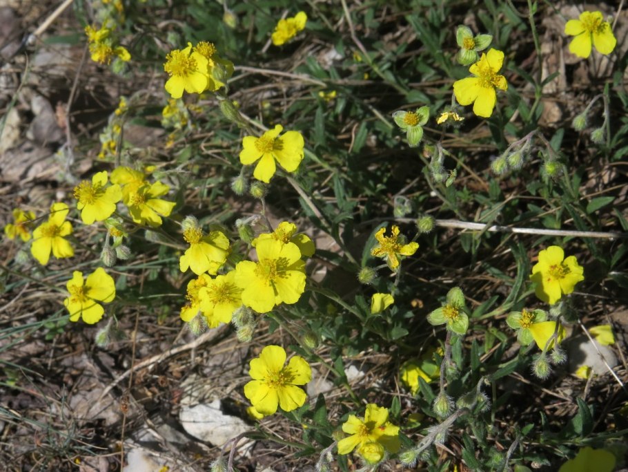 Солнцецвет иволистный