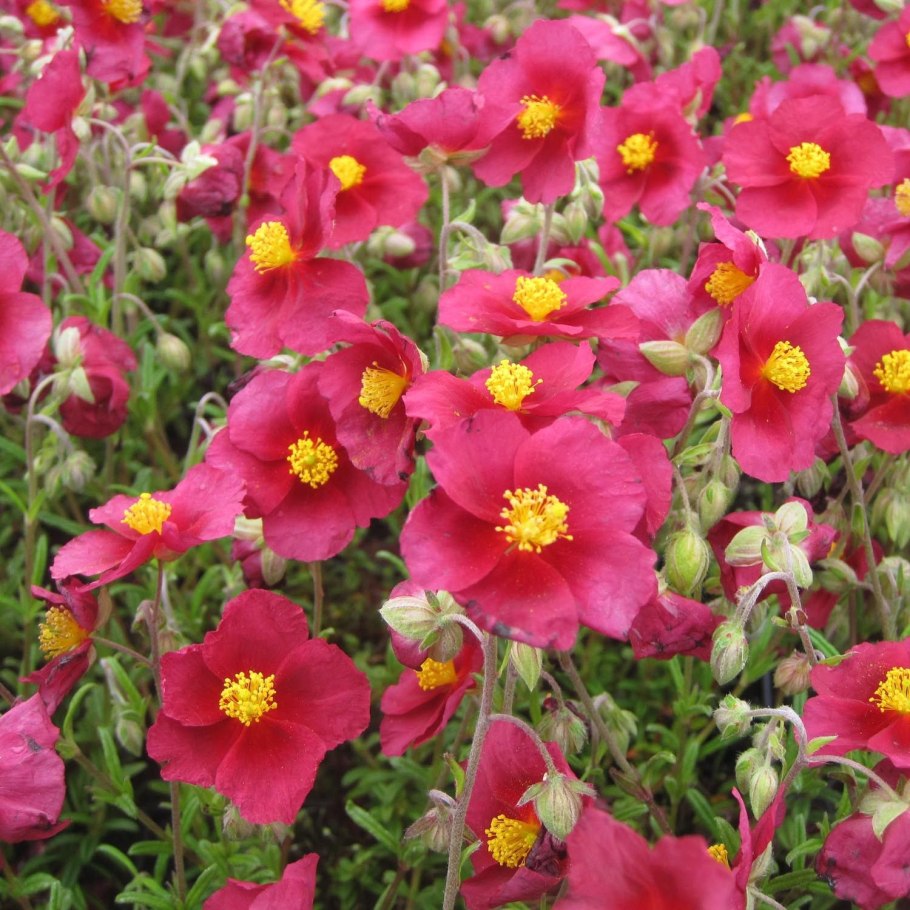 Солнцецвет монетолистный