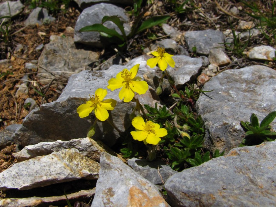 Солнцецвет монетолистный — Helianthemum