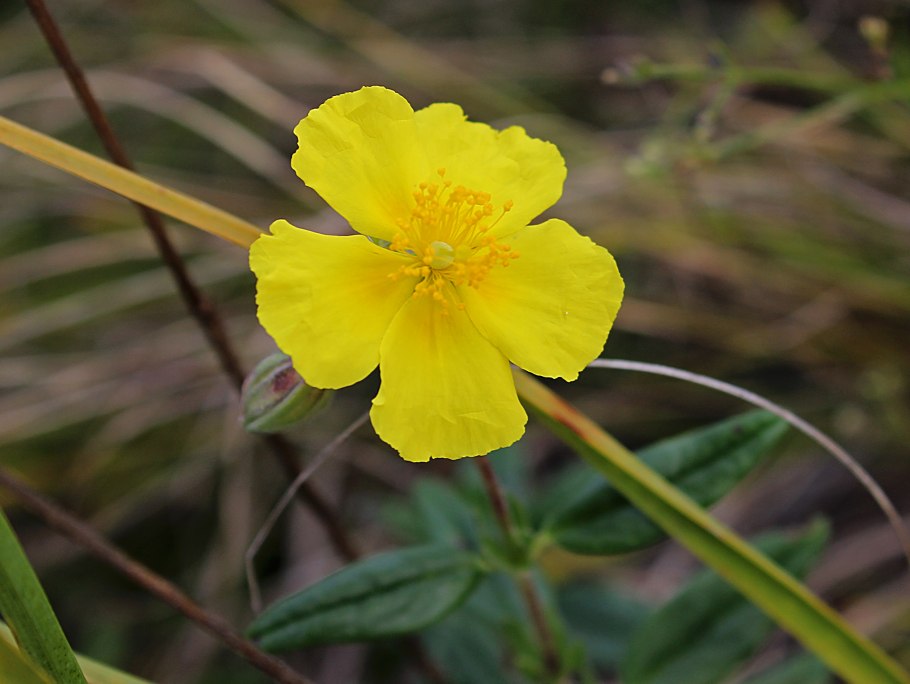 Солнцецвет иволистный