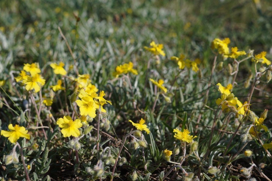 Солнцецвет монетолистный Голд коин