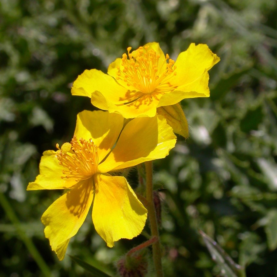 Солнцецвет монетолистный