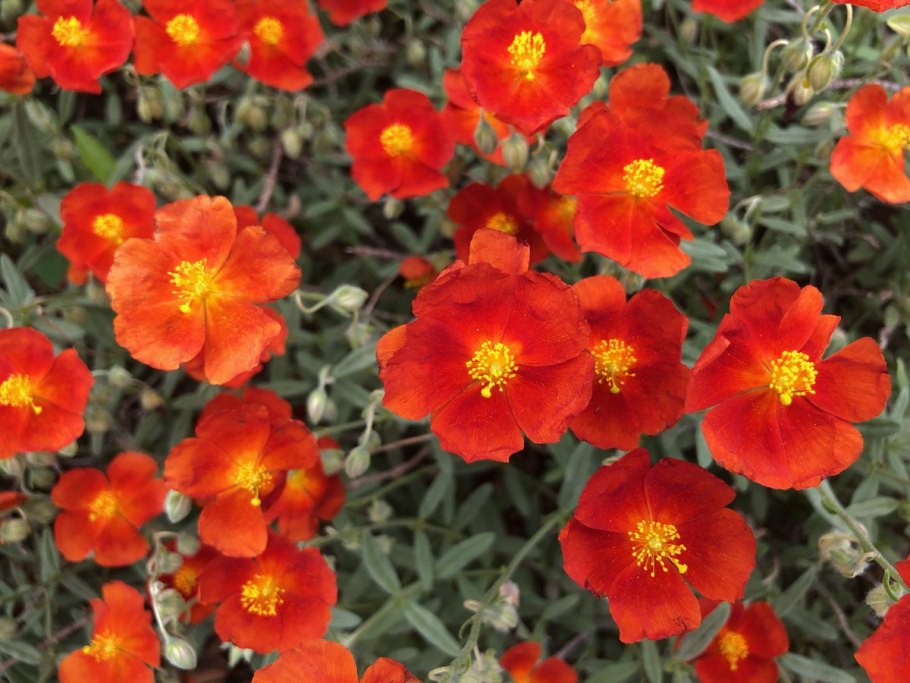 Солнцецвет иволистный