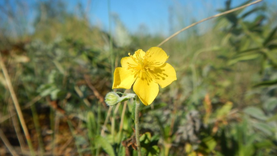 Солнцецвет Башкирский