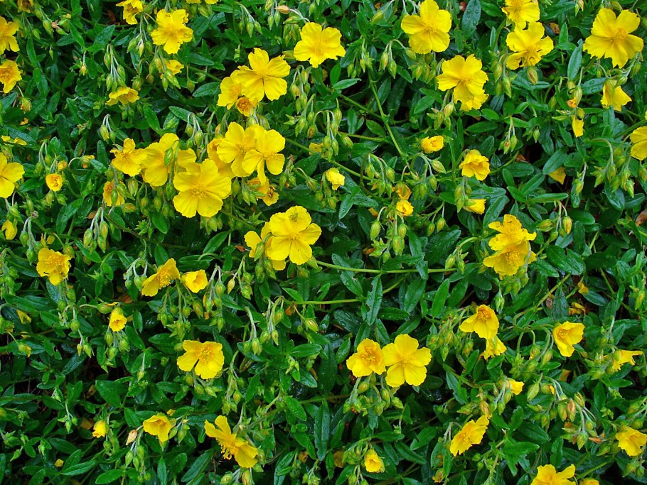 Солнцецвет Lawrensons Pink