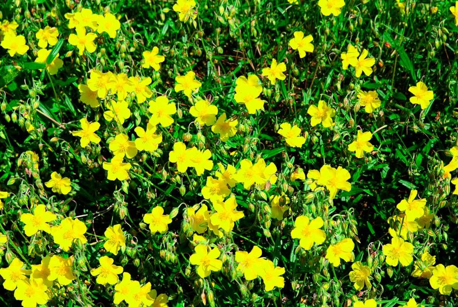 Солнцецвет монетолистный Голд коин