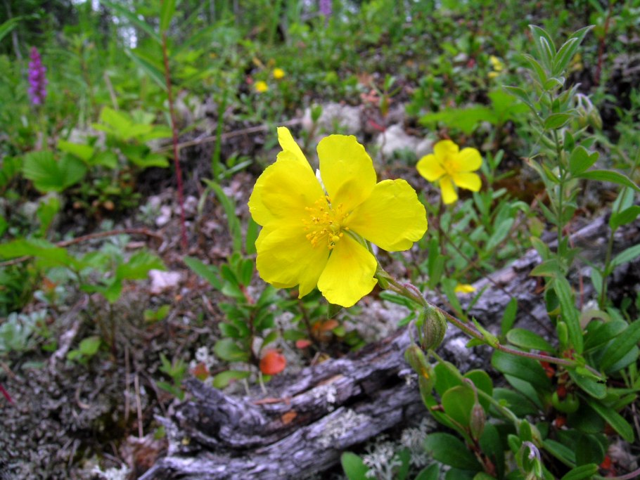 Солнцецвет монетчатый