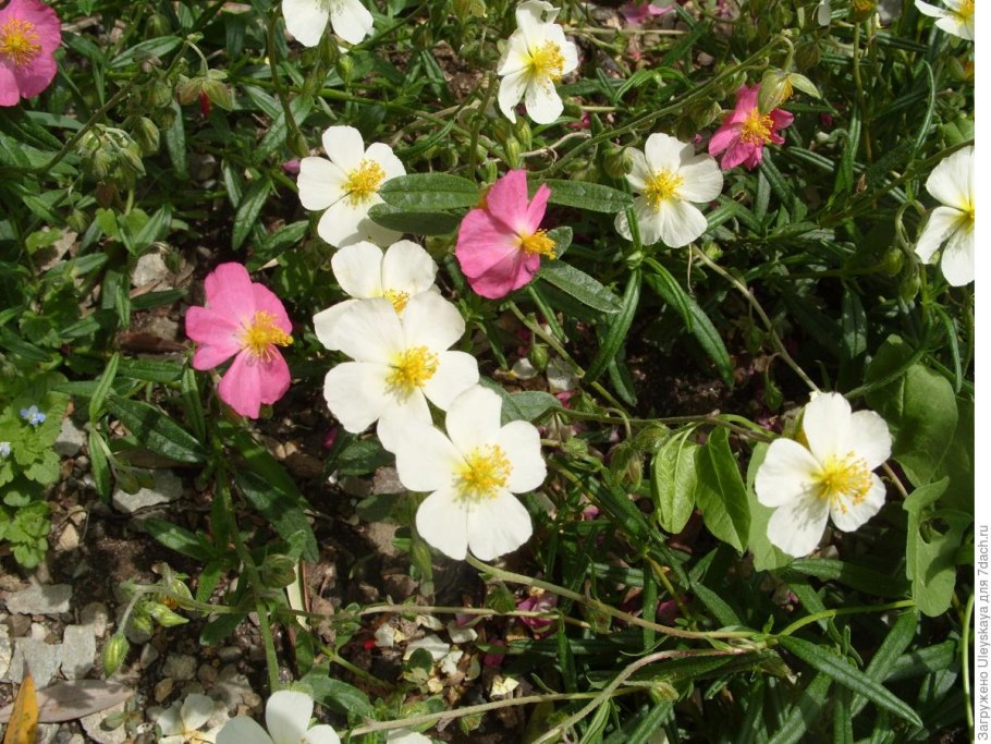 Солнцецвет монетолистный - Helianthemum nummularium (l.) Mill.