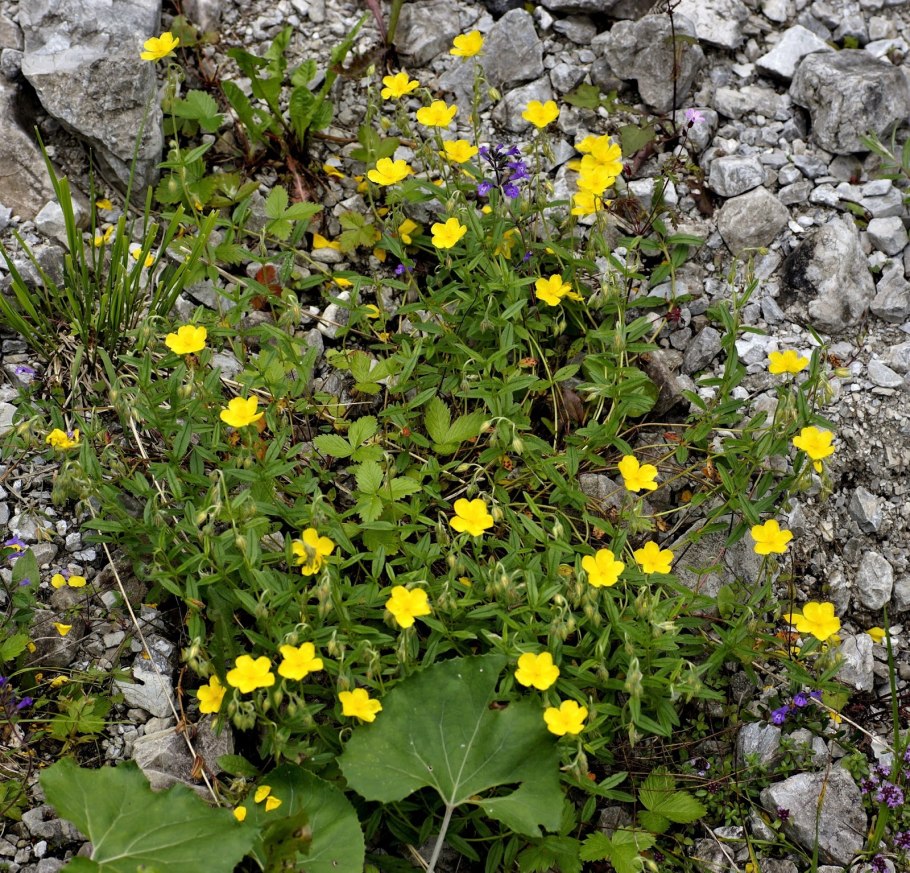 Лапчатка Скальная
