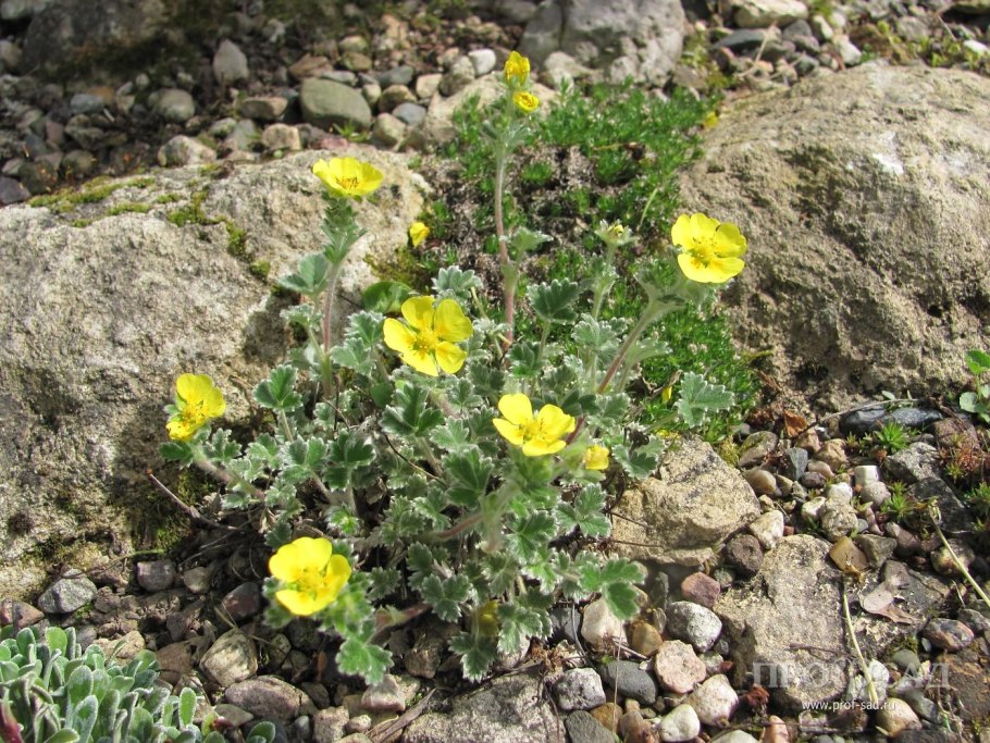 Солнцецвет каменный цветок