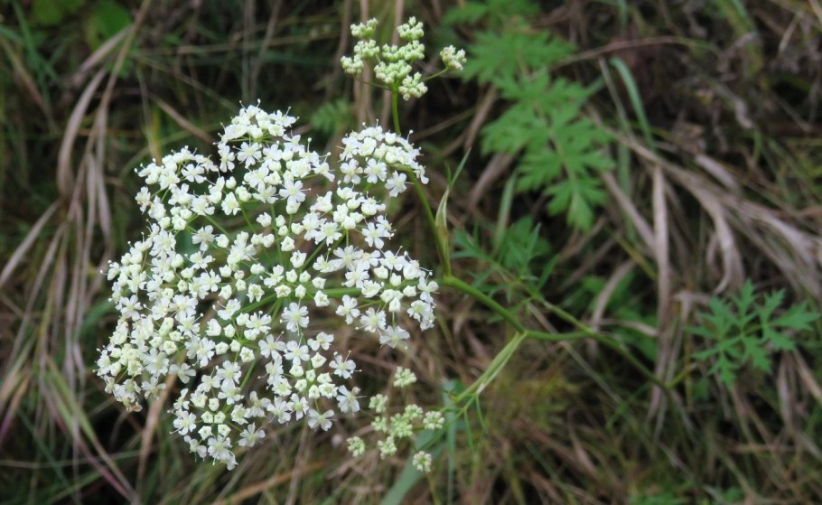 Бедренец камнеломка от хламидиоза