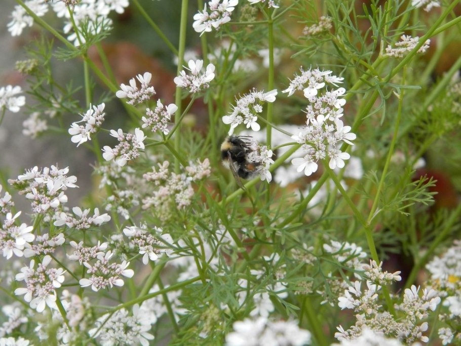 Анис (бедренец анисовый)