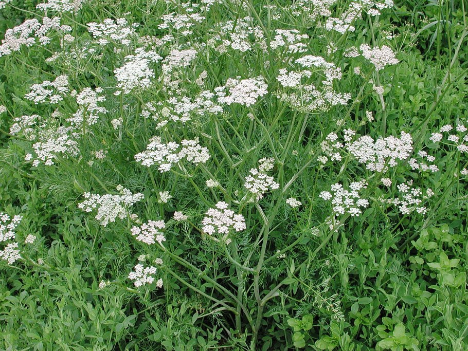 Бедренец камнеломковый (Pimpinella Saxifraga)