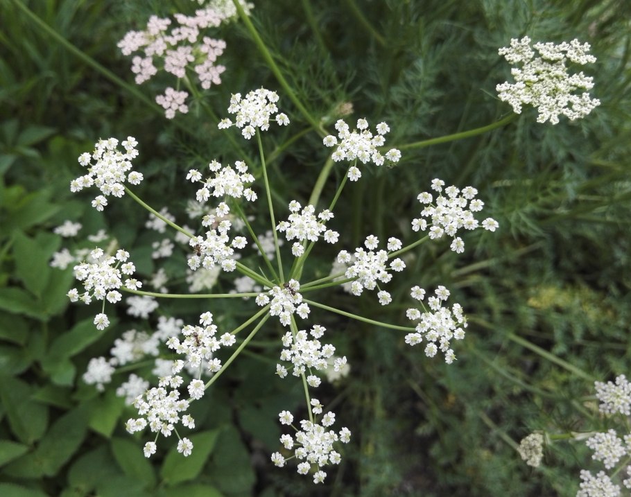 Pimpinella Saxifraga гербарий