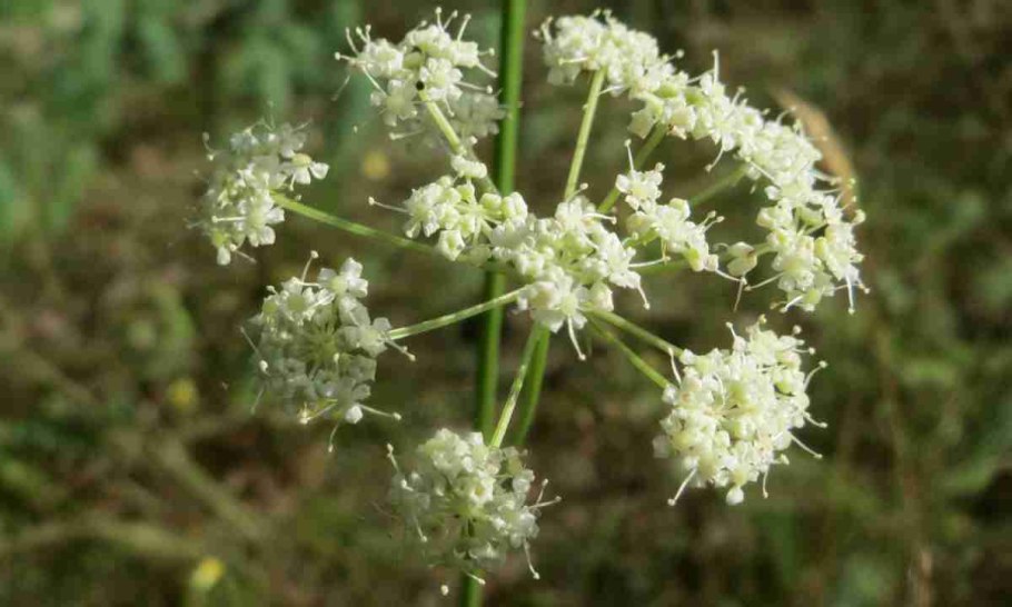 Бедренец ветвистый