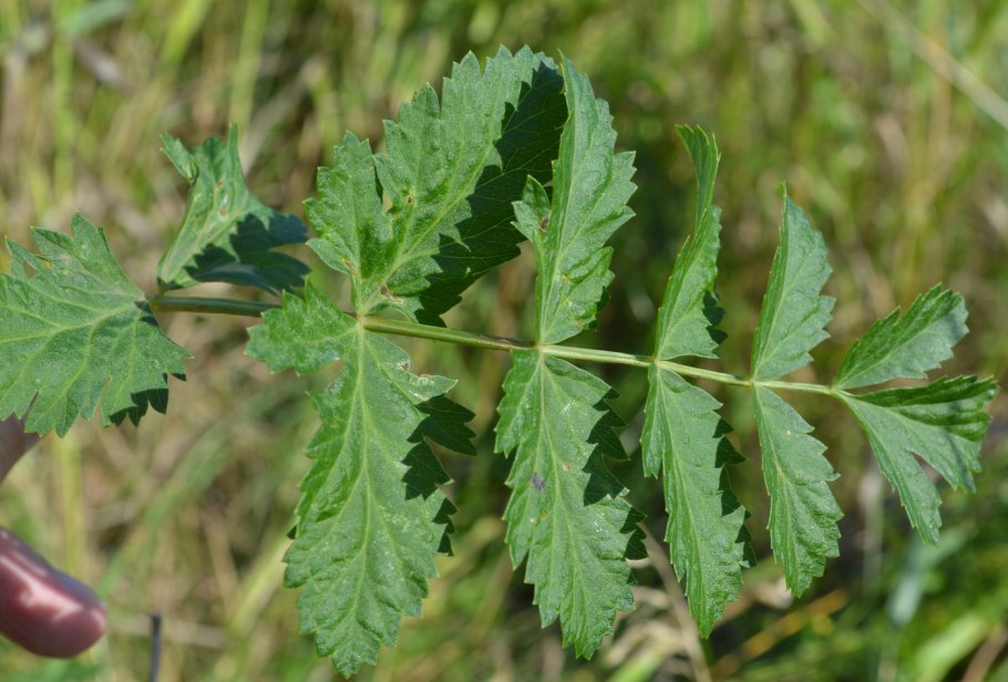 Растение Pimpinella anisum