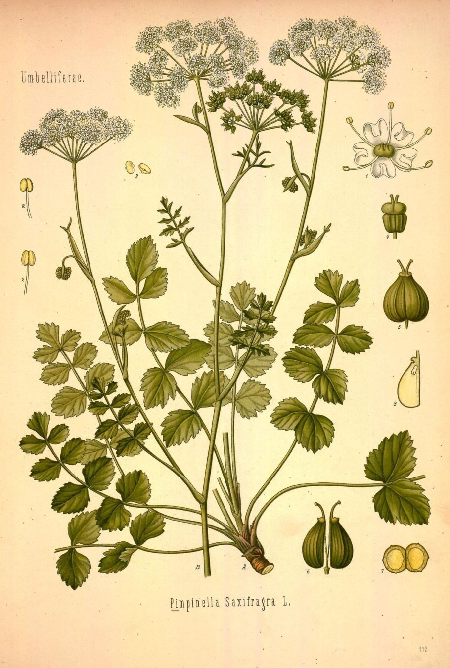 Тмин обыкновенный (Carum Carvi)