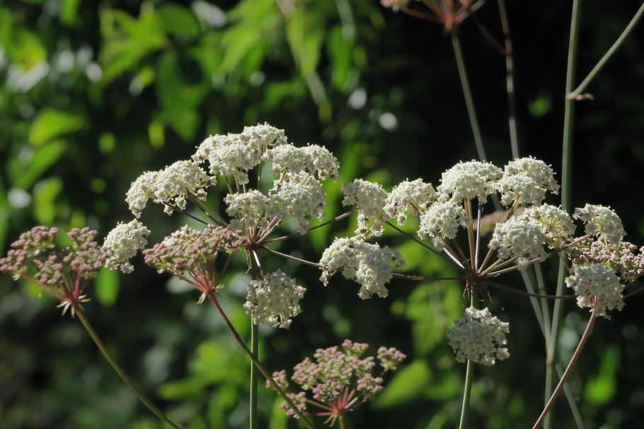 Горичник настурциевый Daphnis