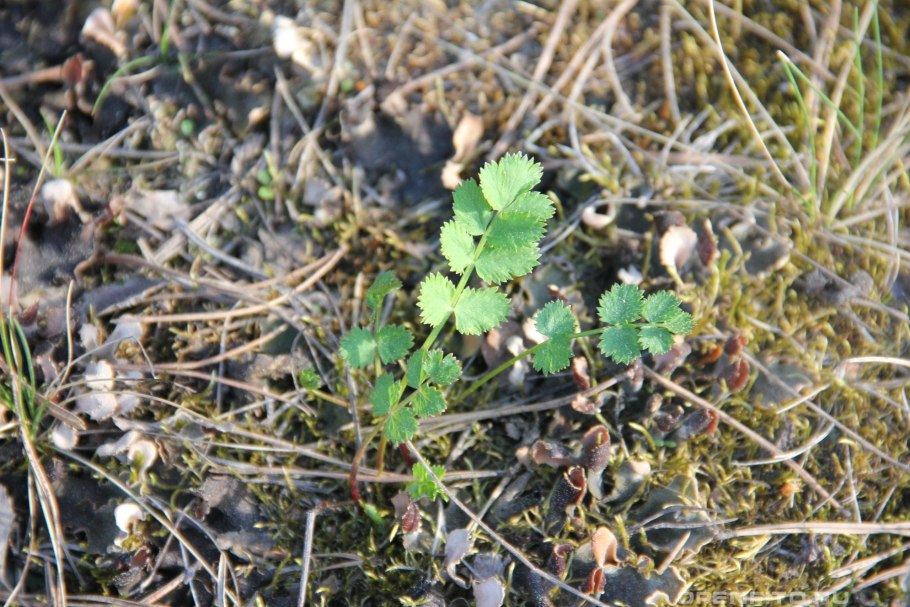 Бедренец Теллунга