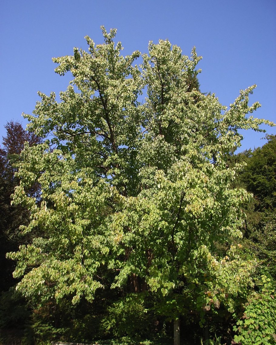 Десмодиум Блю Дварф Вариегата