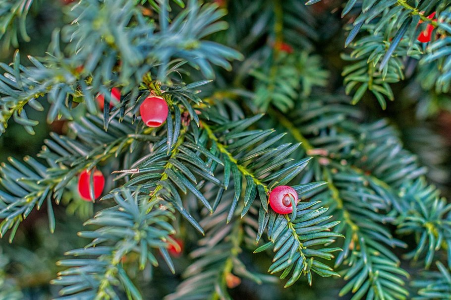 Тисс Taxus baccata