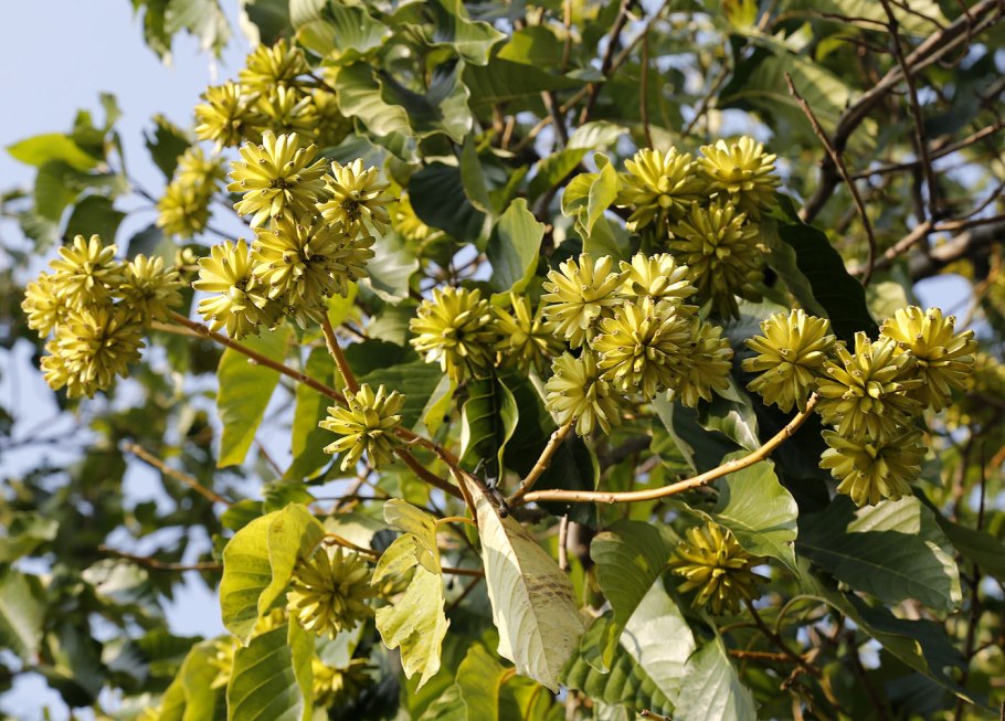 Перец шинус фисташковый