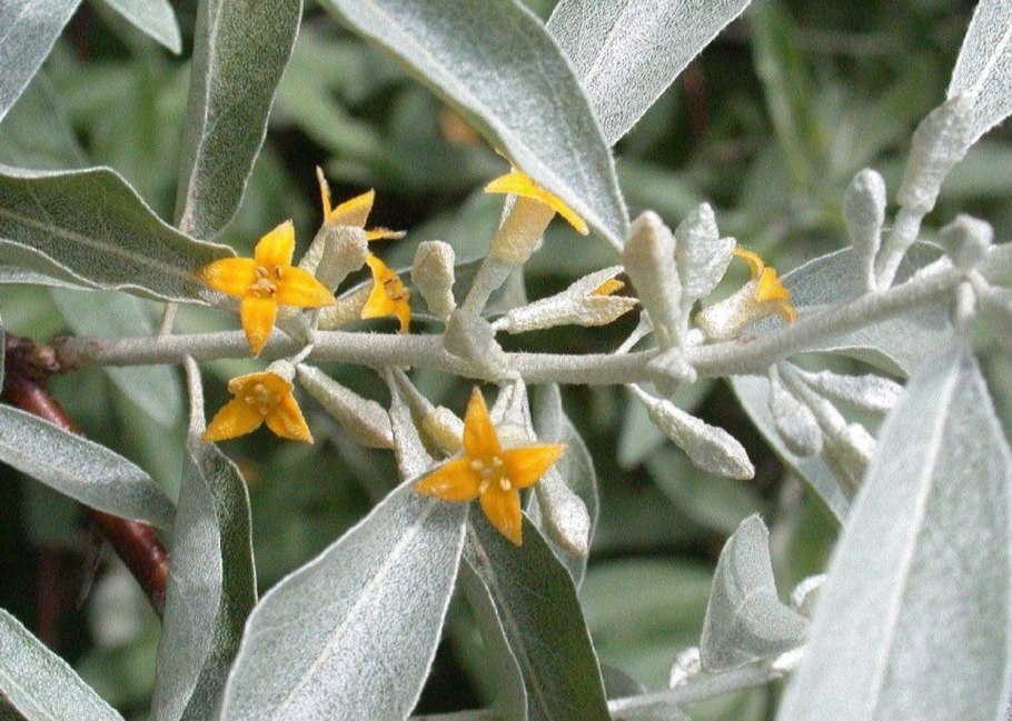 Elaeagnus angustifolia