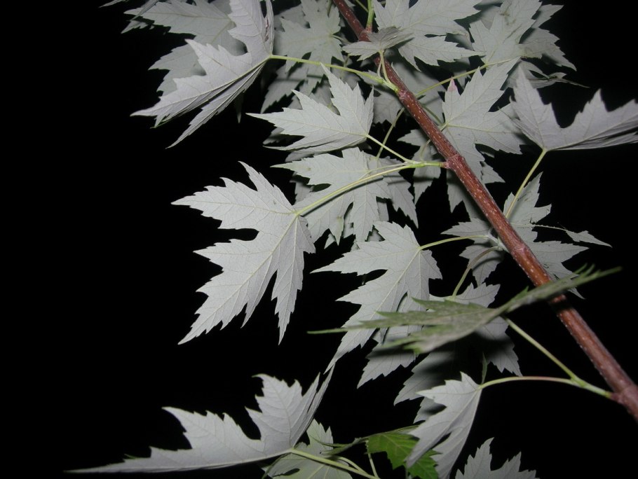 Клен сахаристый (серебристый)