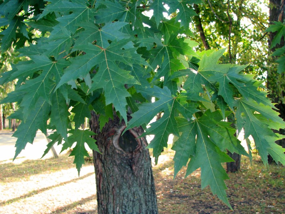 Клен серебристый Acer saccharinum