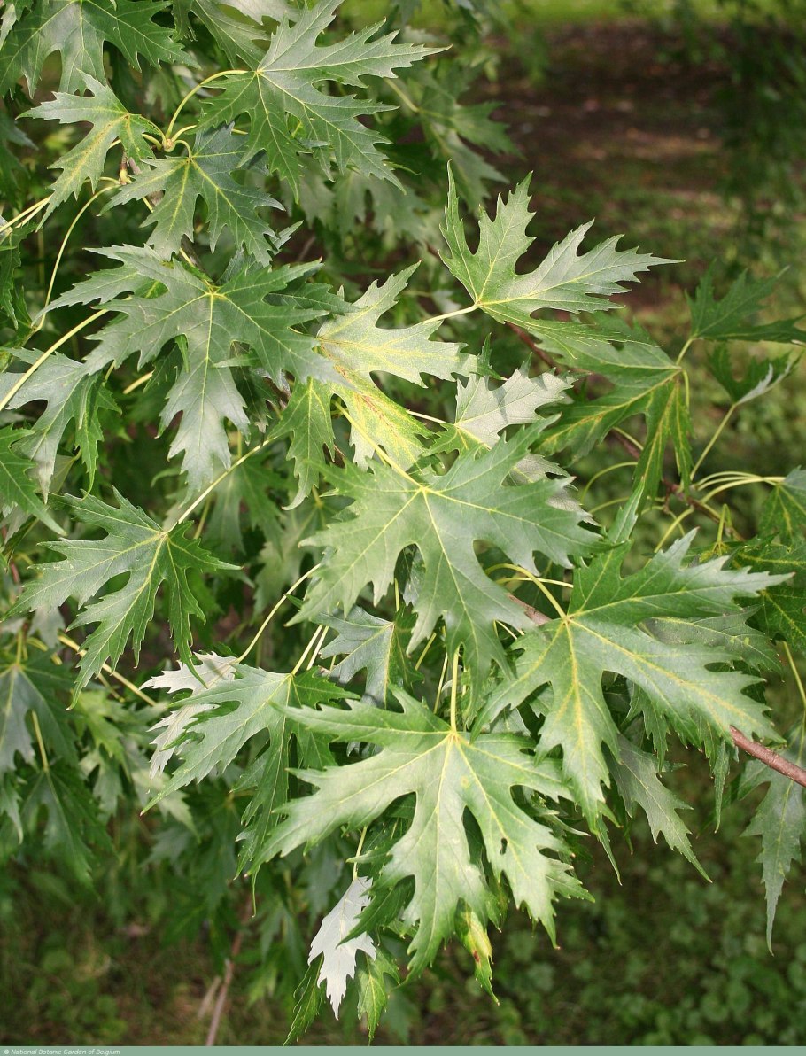 Клен серебристый Acer saccharinum