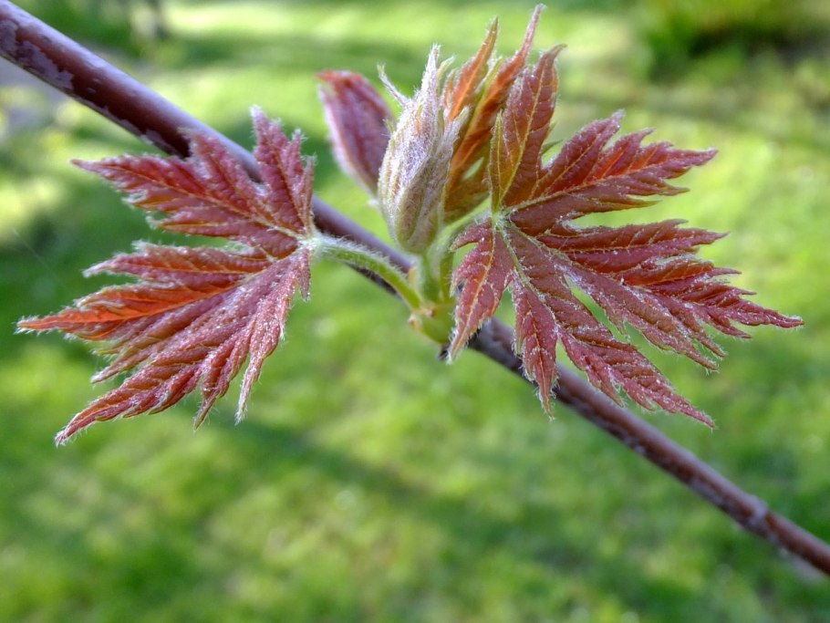 Клен серебристый Acer saccharinum