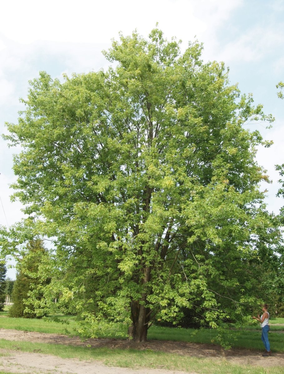 Клен Лациниатум