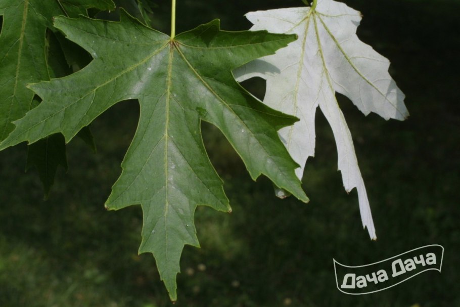 Клен серебристый Acer saccharinum