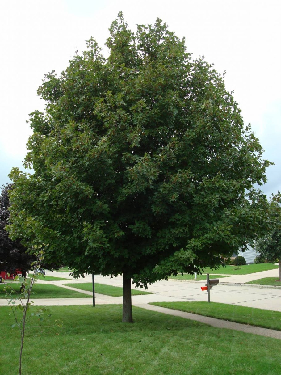 Клен серебристый Пирамидале