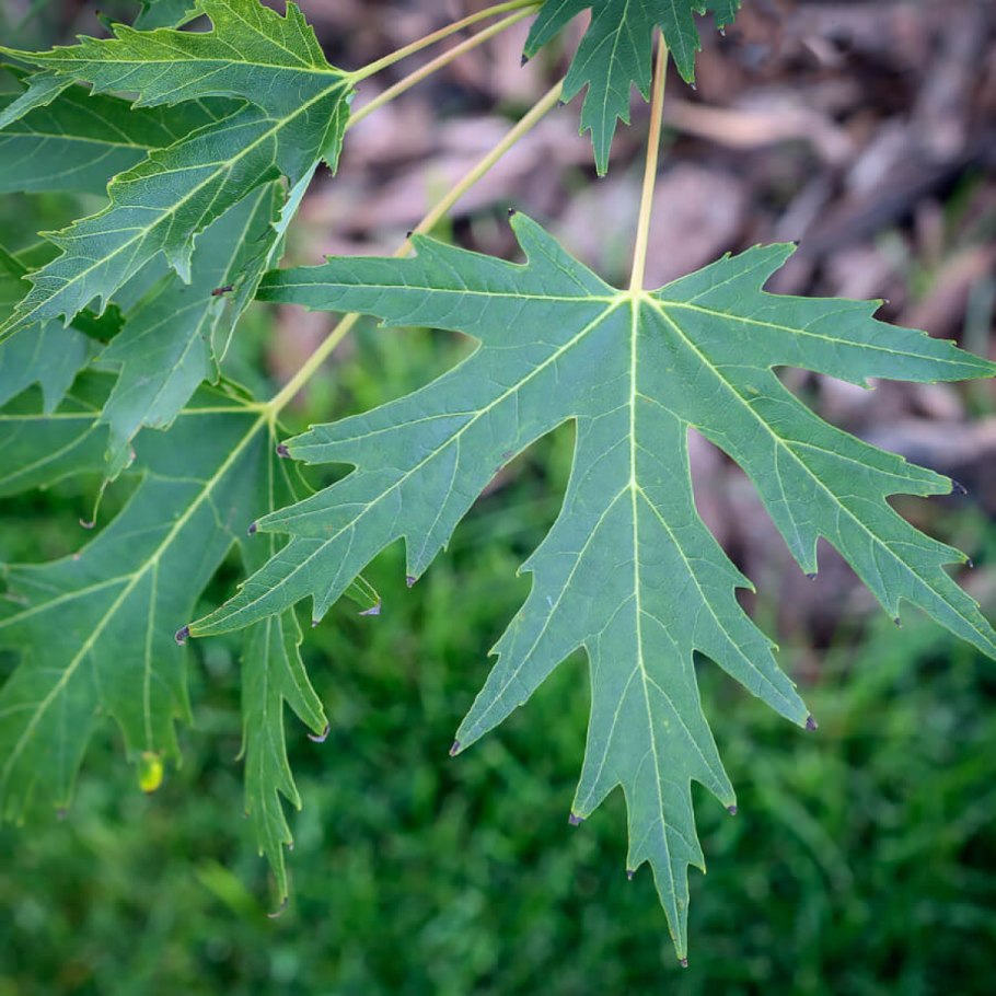 Клен серебристый Acer saccharinum лист