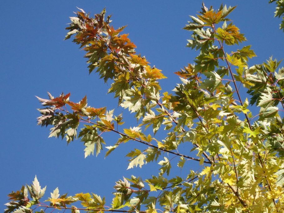 Клен серебристый дерево