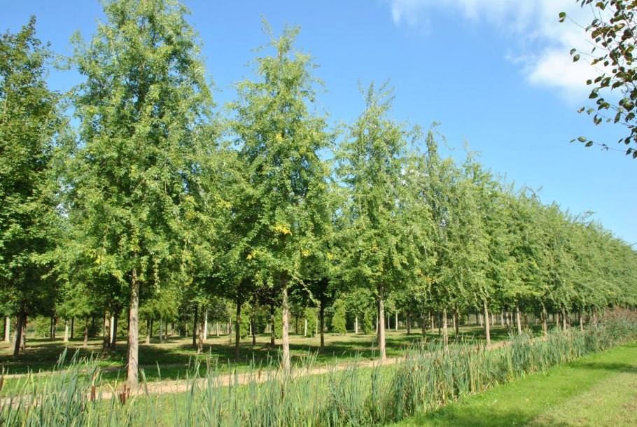 Клён сахаристый (Acer saccharinum)