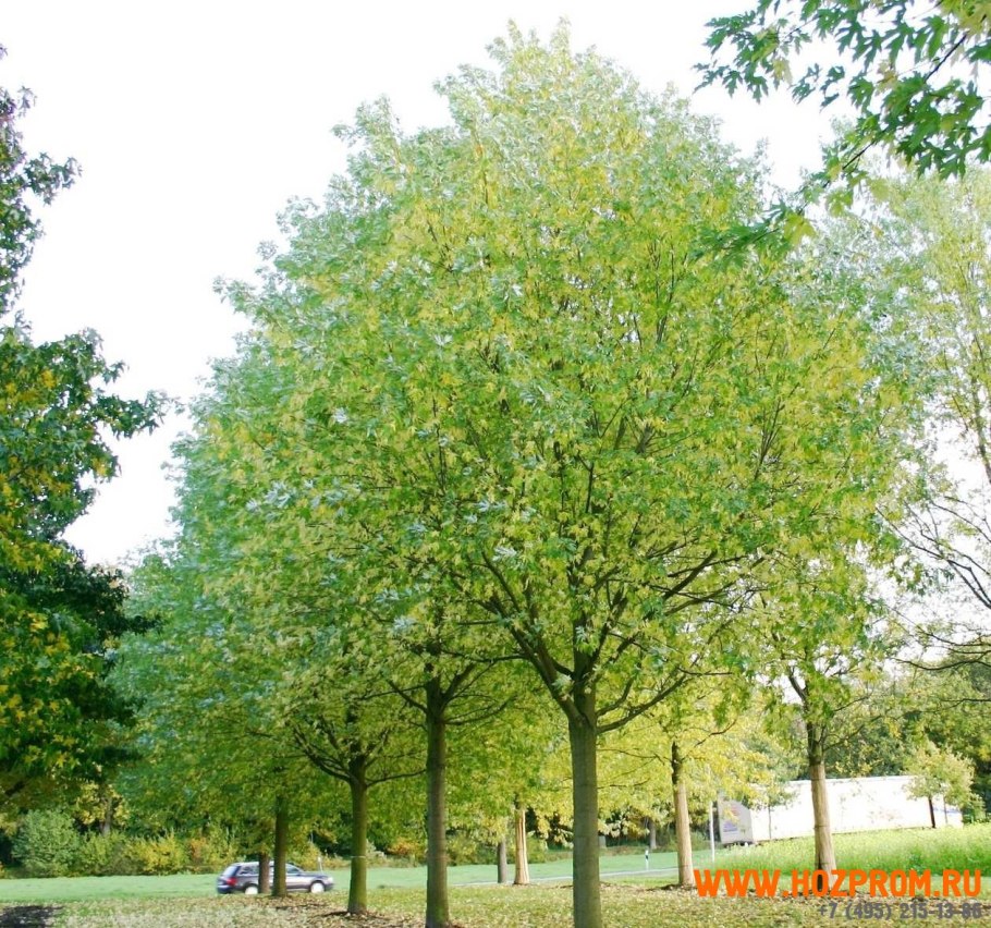 Клен серебристый Acer saccharinum