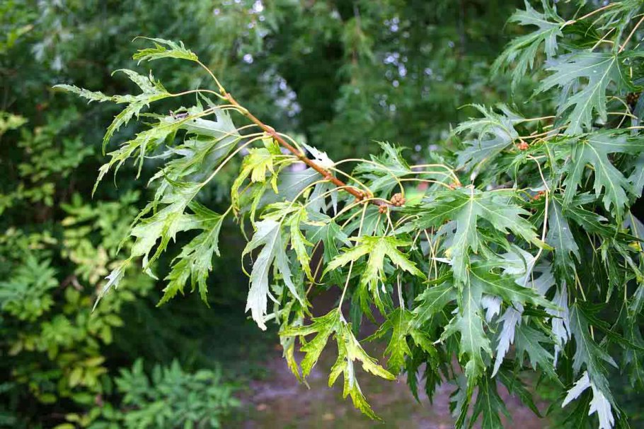 Клен серебристый Acer saccharinum