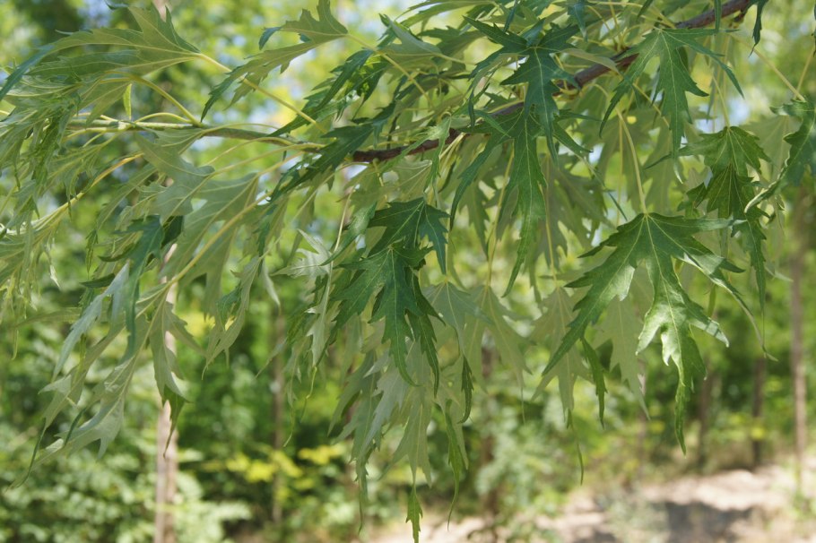 Acer saccharinum (клен серебристый) 'laciniatum Wieri'
