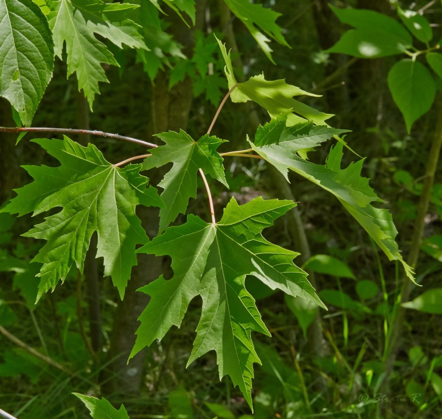 Клен серебристый acer saccharinum