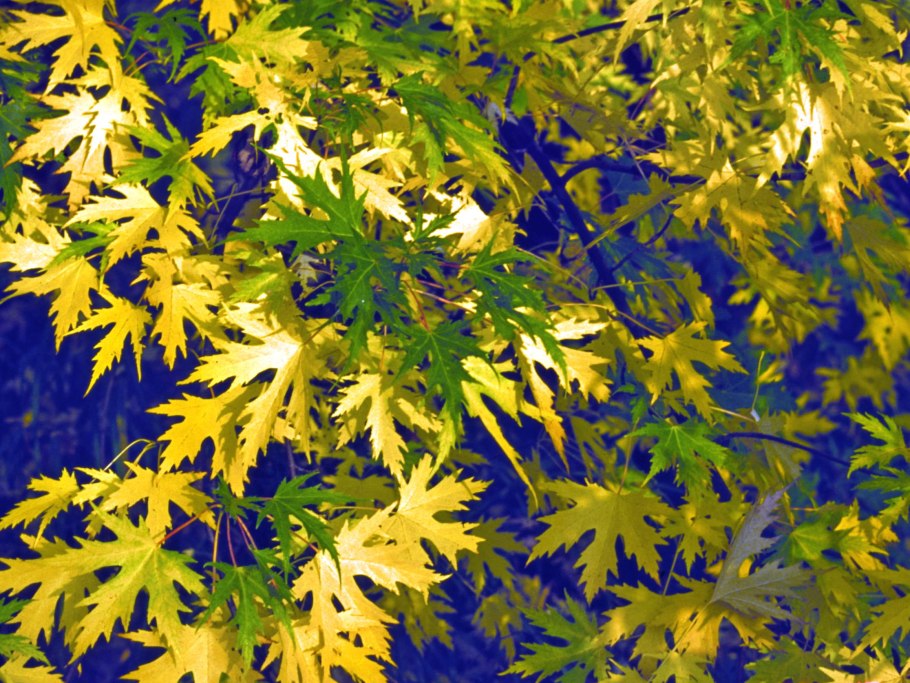 Клен сахаристый Лациниатум Виери