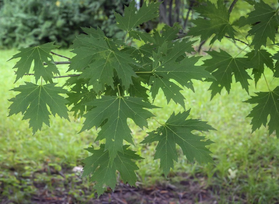 Клён сахаристый (Acer saccharinum)
