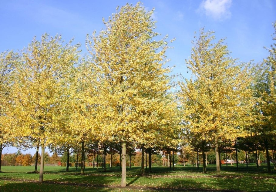 Клен Лациниатум Виери