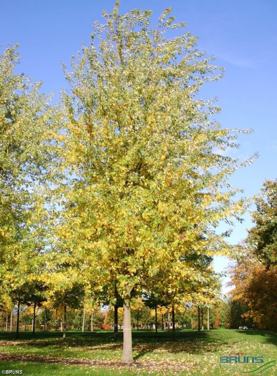 Клен сахаристый серебристый в ландшафте