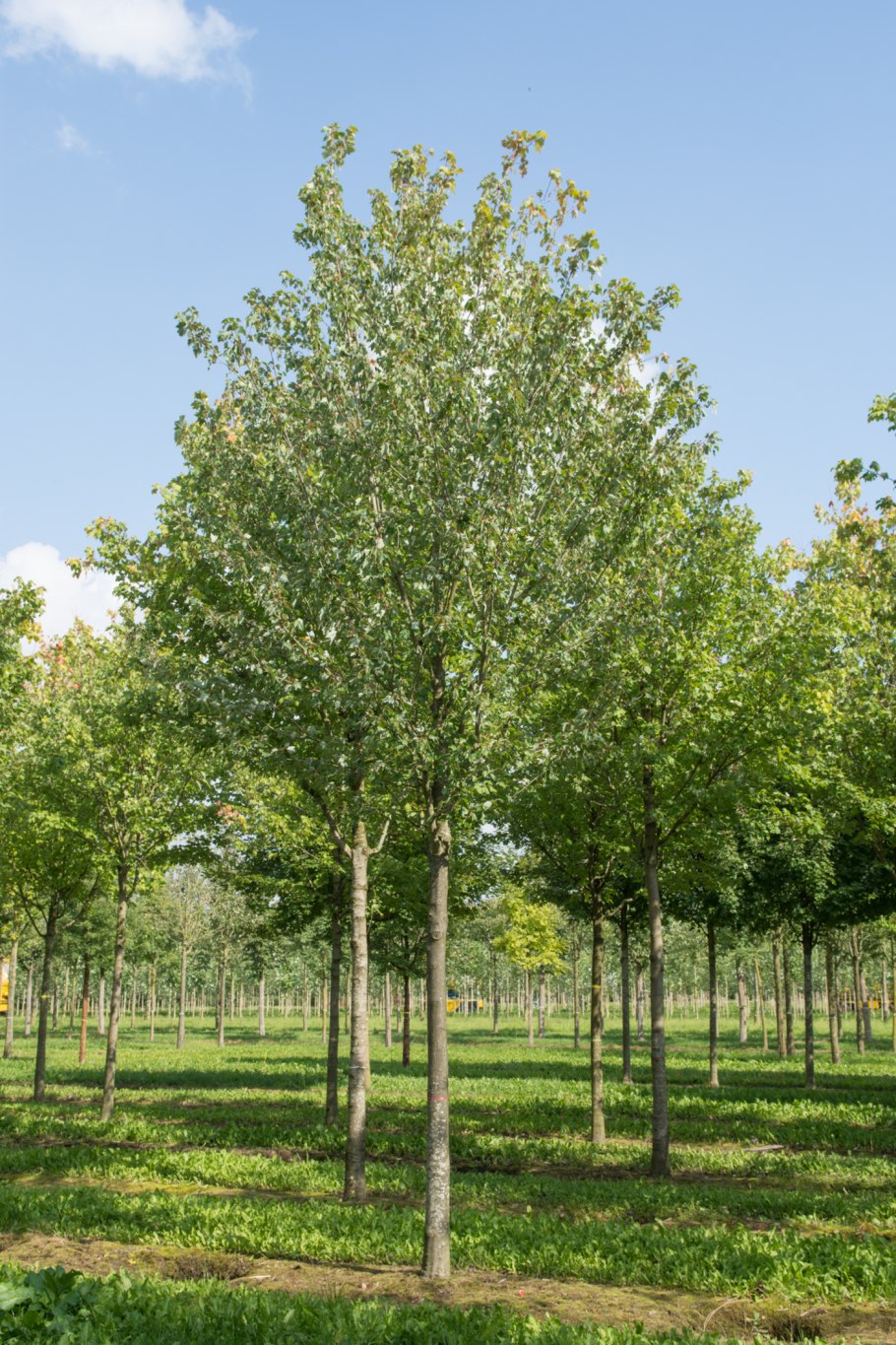 Головчатый клещ клена